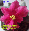 Фиалка Big Fire