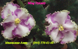 Фиалка Ming Dynasty