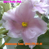 Фиалка Ma's Preety Pink