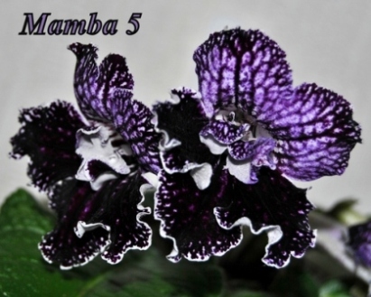  Mamba 5 