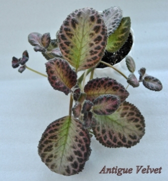  Antigue Velvet 