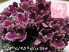 Фиалка Optimara EverLove