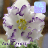 Фиалка Arctic Frost