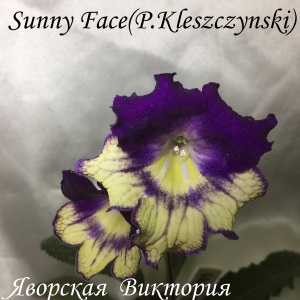  Sunny Face 