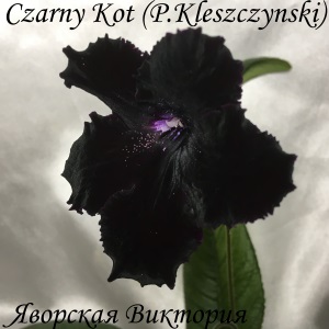  Czarny Kot 