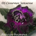 Стрептокарпус DS Солнечное Затмение