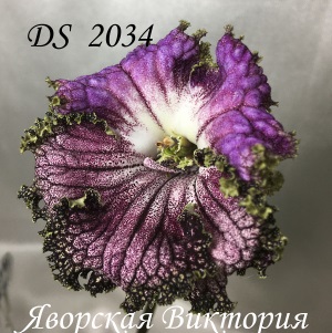  DS 2034 