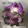 Стрептокарпус DS 2034