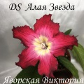 Стрептокарпус DS-Алая Звезда, 1577