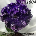 Стрептокарпус DS 1604