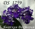 Стрептокарпус DS Коралловый Риф