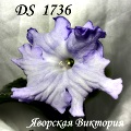 Стрептокарпус DS 1736