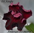 Стрептокарпус DS Альфа