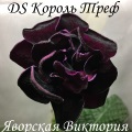 Стрептокарпус DS Король Треф