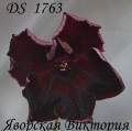 Стрептокарпус DS Альфа