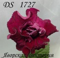 Стрептокарпус DS 1727