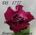  DS 1727