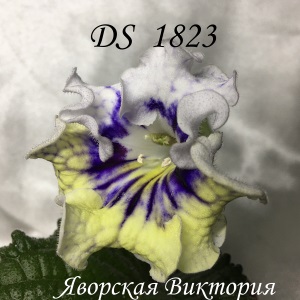  DS 1823 