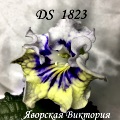 Стрептокарпус DS 1823