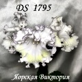 Стрептокарпус DS 1795