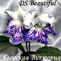Стрептокарпус DS Beatiful