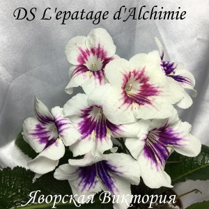  DS L'epatage d'Alchimie 