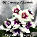 Стрептокарпус DS L'epatage d'Alchimie