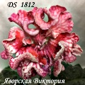 Стрептокарпус DS 1812