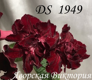  DS 1949 