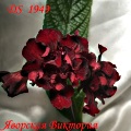 Стрептокарпус DS 1949