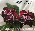 Стрептокарпус DS 1714