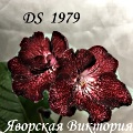 Стрептокарпус DS 1979