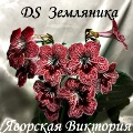 Стрептокарпус DS Земляника