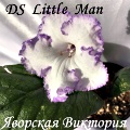 Стрептокарпус DS-Little Man, 2004