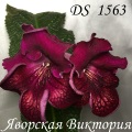 Стрептокарпус DS 1563