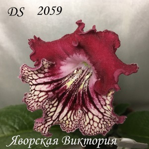  DS 2059 