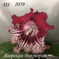 Стрептокарпус DS 2059