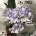 Стрептокарпус DS 1902