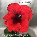 Стрептокарпус DS Мак