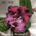 Стрептокарпус DS 1928