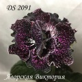 Стрептокарпус DS 2091