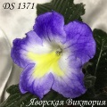 Стрептокарпус DS 1371