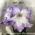 Стрептокарпус DS 2003