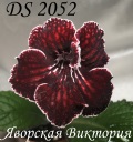 Стрептокарпус 2052
