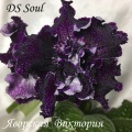 Стрептокарпус DS-Soul