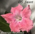 Стрептокарпус DS-Sweet, мини