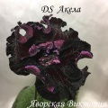 Стрептокарпус DS Акела
