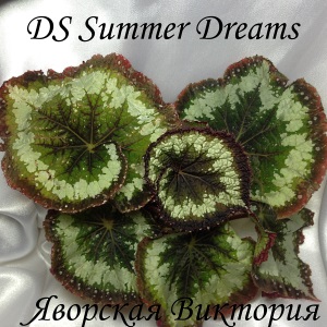  DS Summer Dreams 