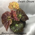  Desert Dream