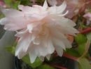  Belleconia Apricot Blush